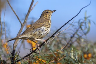 Song thrush (Turdus philomelos), Heligoland Island, Schleswig-Holstein, Federal Republic of Germany