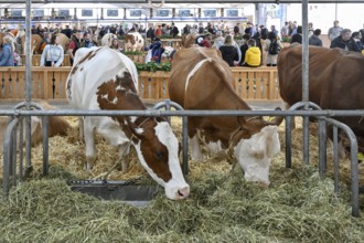 Swiss Fleckvieh dairy cows