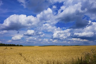 Summer landscape around Geising in the Ore Mountains, Geising, Geising, Saxony, Germany, Europe