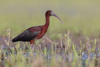 Glossy ibis (Plegadis falcinellus), Floating Hide fixed, Everglades NP, Florida, USA, North America