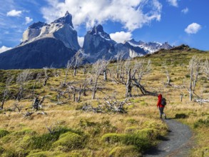 Hiker on small path to viewpoint Mirador Cuernos above lake Nordenskjöld, burned trees, Paine Horns