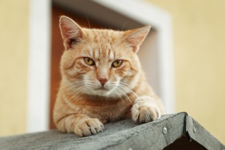 Orange felidae (Felis catus) sits on a roof and looks seriously into the camera