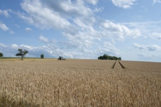 Ripe barleys (Hordeum vulgare), cloudy sky, Middle Franconia, Bavaria, Germany, Europe
