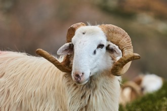 Aries looking concentrated into the camera, surrounded by nature, near the Kallikratis Gorge, Lefka