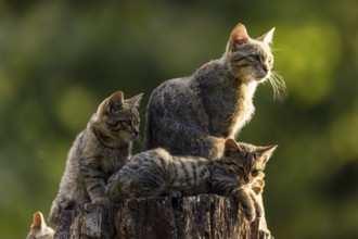 Mother cat and two kittens on a tree stump, looking around curiously, wildcat (Felis silvestris),