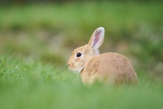 Domesticated rabbit (Oryctolagus cuniculus domesticus) on a meadow, Franconia, Bavaria, Germany,