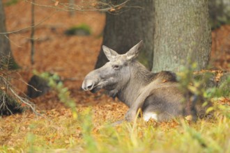 Close-up of an Eurasian elk (Alces alces) or moose in autumn in the bavarian forest