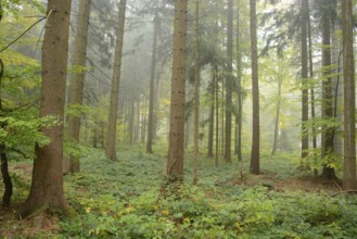 Misty forest with towering trees, lush greenery, and a serene atmosphere, Bavaria Forest National