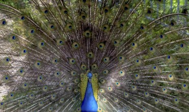 Indian peafowl (Pavo cristatus), Mount Filerimos, Rhodes, Dodecanese, Greek island, Greece, Europe