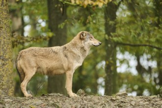 Eastern wolf (Canis lupus lycaon) standing on a little hill, Bavaria, Germany, Europe