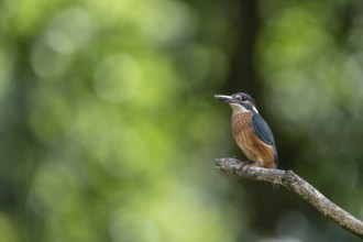 Common kingfisher (Alcedo atthis), Emsland, Lower Saxony, Germany, Europe