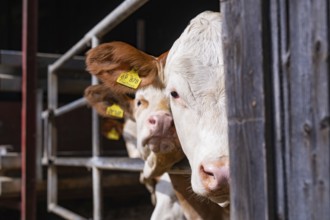 Several cows look curiously out of a barn, Haselstaller Hof, Gechingen, Black Forest, Germany,