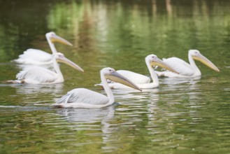 Great white pelican (Pelecanus onocrotalus) on a lake, captive