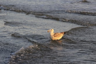 Seagull with shell in the morning light, September, Usedom, Baltic Sea beach, Mecklenburg-Western