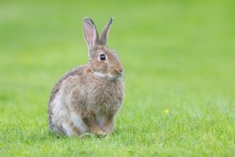 Wild rabbit (Oryctolagus cuniculus), in a meadow, adult, alert, wildlife, mammal, Baltic Sea coast,