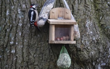 Great spotted woodpecker (Dendrocopos major) eats bird food