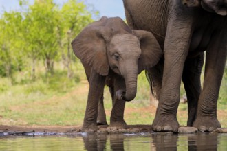 African elephant (Loxodonta africana), young animal, mother, young animal with mother, at the