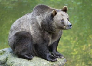 Brown bear (Ursus arctos) sitting on a rock, Germany, Europe