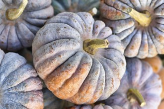 Close up of orange and gray dewy muscade pumpkin, a 'Muscade de Provence' hybrid, in pile