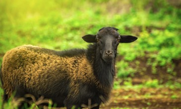 Photo of a sheep eating grass, Portrait of a sheep in the field, close up of a couple of sheep in