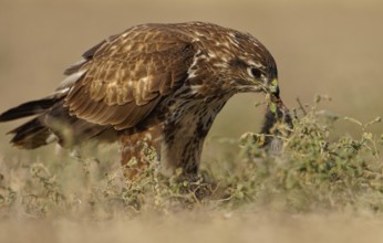Steppe buzzard (Buteo buteo), with prey, Catalonia, Pyrenees, Spain, Europe