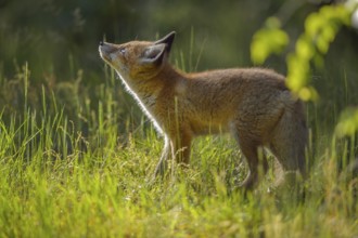Red fox (Vulpes vulpes), young fox standing in a meadow and looking curiously, summer, Hesse,