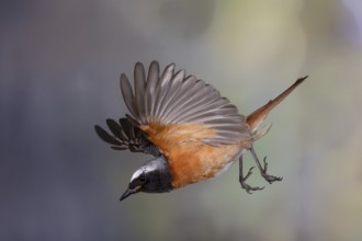 Common redstart (Phoenicurus phoenicurus), male in flight, North Rhine-Westphalia, Germany, Europe
