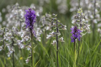 Marsh helleborine (Epipactis palustris) and Southern marsh orchid (Dactylorhiza praetermissa) mass