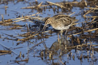 Common snipe (Gallinago gallinago) adult bird feeding on a worm in a shallow reed bed, Norfolk,
