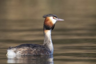 Great crested grebe (Podiceps cristatus) adult bird on a river, Norfolk, England, United Kingdom,