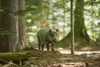 Wild boar (Sus scrofa) in a forest in summer, Bavarian Forest National Park, Bavaria, Germany,