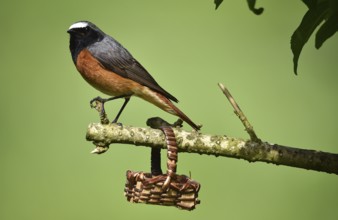 Common redstart (phoenicurus phoenicurus) on a branch, Germany, Europe