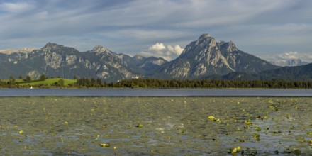 Lake Hopfensee, lakeshore with numerous water lilies, behind it the Tegelberg and the Säuling,