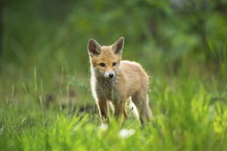 Red fox (Vulpes vulpes), young fox standing in the green forest, surrounded by grass and trees and