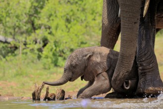 African elephant (Loxodonta africana), young animal, calf, baby elephant, mother, young animal with