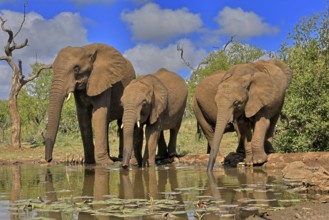 African elephant (Loxodonta africana), adult, juvenile, group with juveniles, at the water,