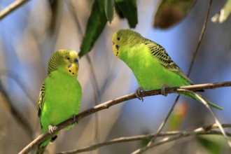 Budgerigar (Melopsittacus undulatus), adult, pair, Alice Springs, Northern Territory, Australia,