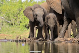 African elephant (Loxodonta africana), two young animals, at the water, drinking, Kruger National