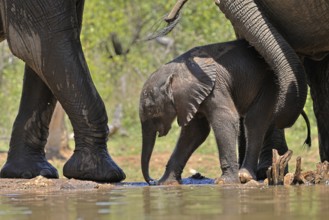 African elephant (Loxodonta africana), young animal, with mother, baby elephant, calf, at the
