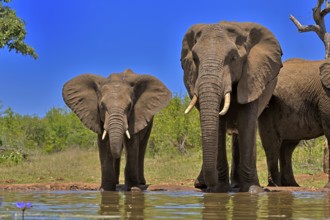 African elephant (Loxodonta africana), adult, female, mother, half-grown young, mother with