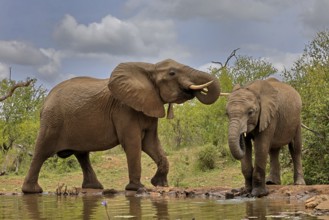 African elephant (Loxodonta africana), adult, bull, male, young, bull with young, at the water,