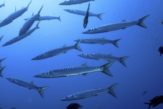 Several barracudas (Sphyraena sphyraena) swim in the blue ocean. Dive site Giens Peninsula,