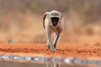 Vervet Monkey (Chlorocebus pygerythrus), adult, at the water, alert, Kruger National Park, Kruger