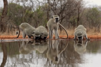 Vervet Monkey (Chlorocebus pygerythrus), adult, group, drinking, at the water, Kruger National
