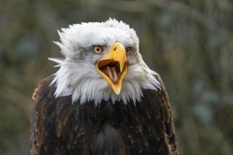 Bald eagle (Haliaeetus leucocephalus), portrait, facial expression