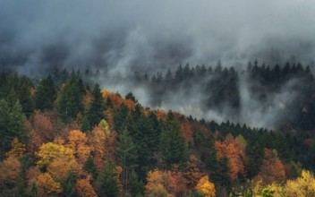 Landscape, Nature, Black Forest, Gutach im Breisgau, Morning fog, Forest