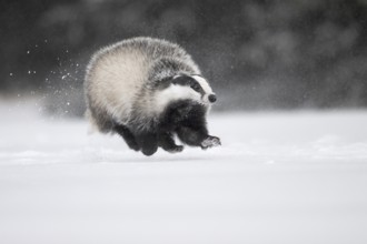 Badger in the snow, Wittlich, Rhineland-Palatinate, Germany, Europe