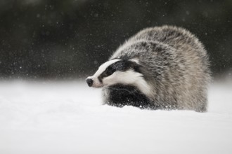 Badger in the snow, Wittlich, Rhineland-Palatinate, Germany, Europe