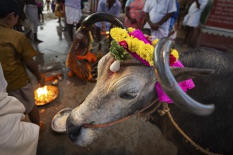 Sacred cow decorated with flowers at Ghat Agni Theertham, Rameswaram, Pamban Island, Tamil Nadu,