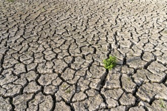 Dry soil, cracked, only a few weeds growing out of the ground, dried-up riverbed, in a side arm of